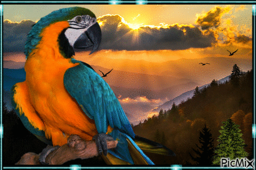 Macaw - GIF animado grátis