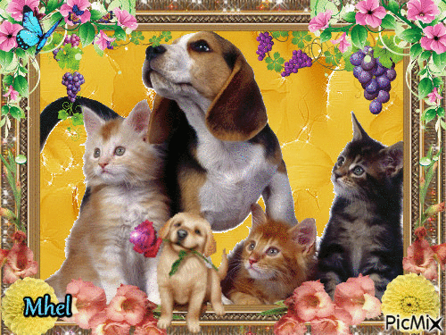 cats and dogs - Gratis animerad GIF