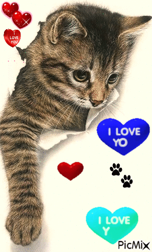 I LOVE YOU CAT - 免费动画 GIF