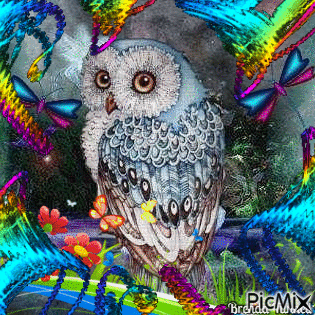 owl - GIF เคลื่อนไหวฟรี