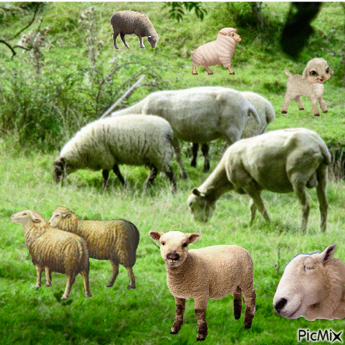 bonjour les moutons - Gratis animerad GIF