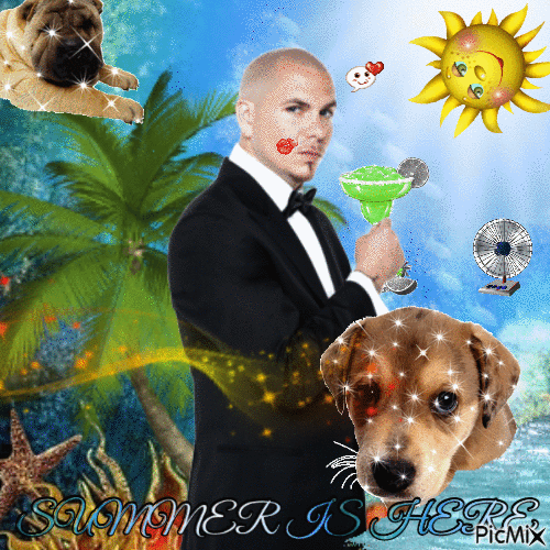 Summer Pitbull - GIF animasi gratis