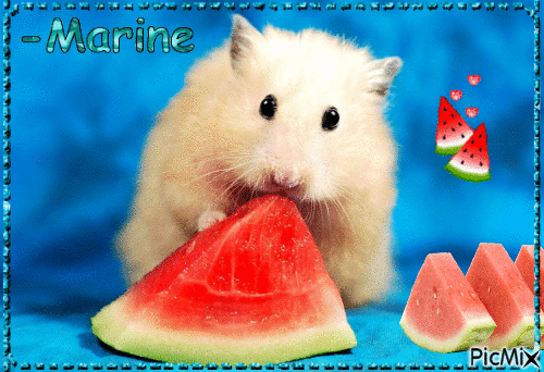 Le petit hamster - GIF animado grátis