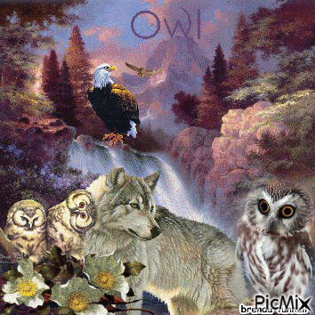 OWL - Animovaný GIF zadarmo