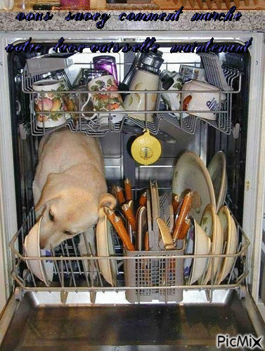chien lave vaisselle - Бесплатный анимированный гифка