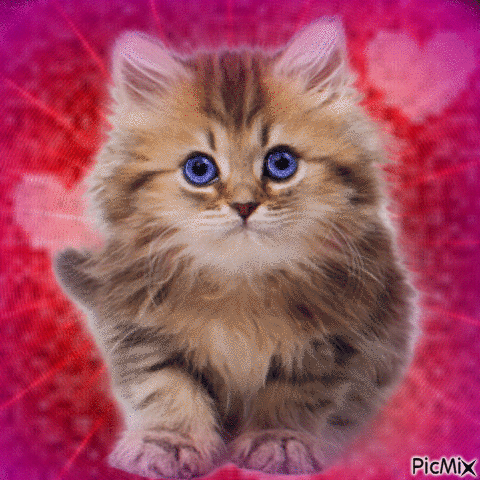Kitten - Безплатен анимиран GIF