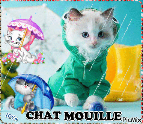 Chat mouille - Бесплатный анимированный гифка