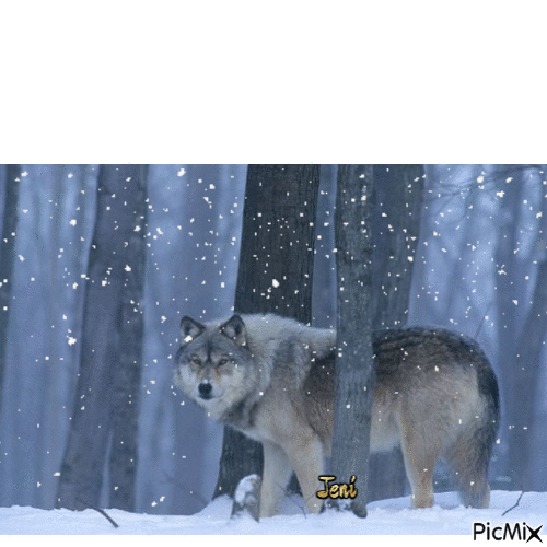 Wolf - Ücretsiz animasyonlu GIF
