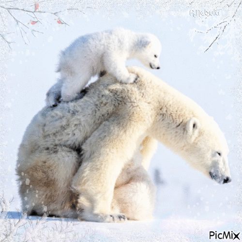 Polar bear-contest - Ingyenes animált GIF