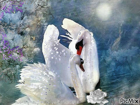 Amor de cisnes - GIF animé gratuit