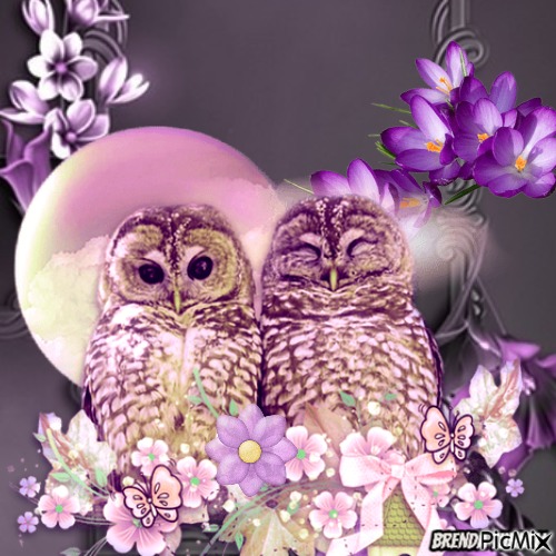 owl - фрее пнг