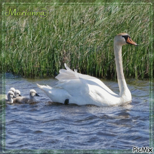 Swan Family - GIF animasi gratis