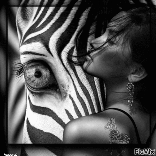 Frau und Zebra - Gratis geanimeerde GIF