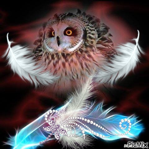owl and feathers - ücretsiz png