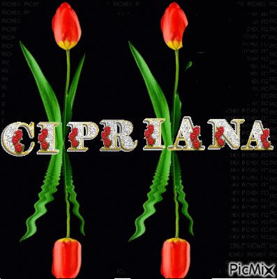 tulipa - Бесплатный анимированный гифка