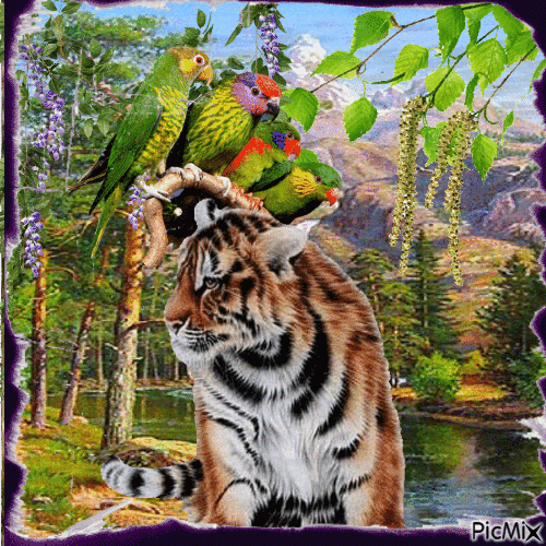 tiger and parrot - Animovaný GIF zadarmo