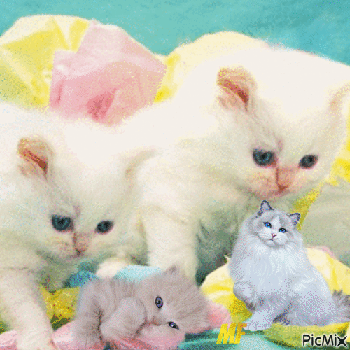 les petits chats - Gratis animerad GIF