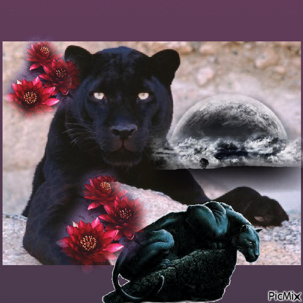 Panthers - Bezmaksas animēts GIF