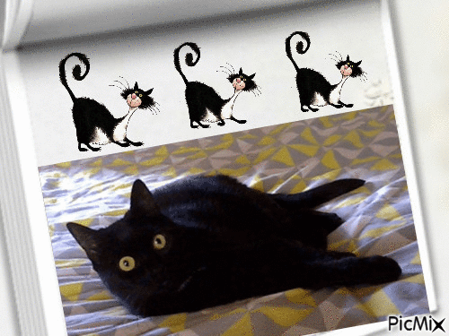 Gato preto - Безплатен анимиран GIF