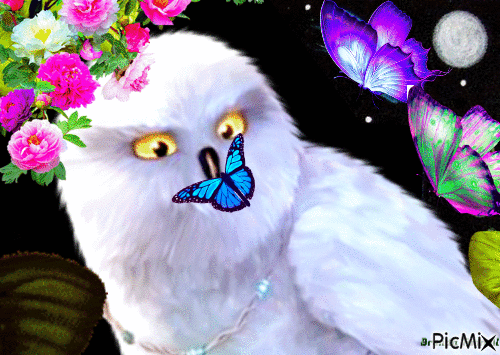 OWL - GIF animado grátis