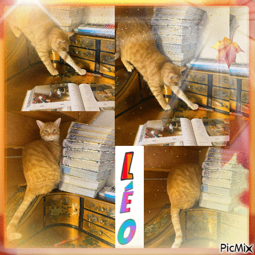 Léo chat de bibliothèque - GIF animado grátis