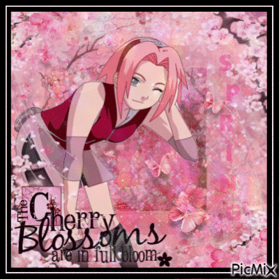 The Cherry Blossoms are in full bloom - Animovaný GIF zadarmo