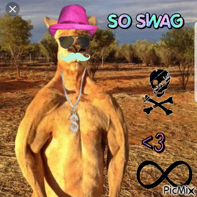kangouswag - GIF animé gratuit