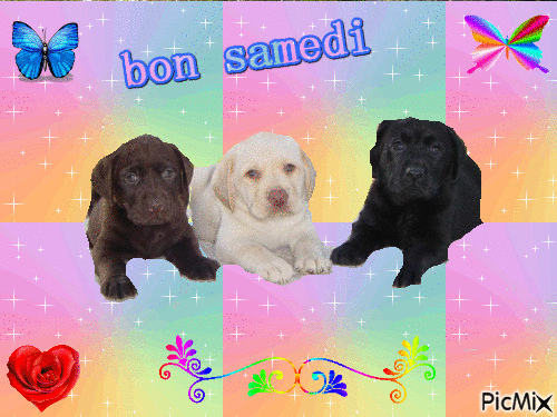 chiens de 3 couleurs differentes - GIF animé gratuit