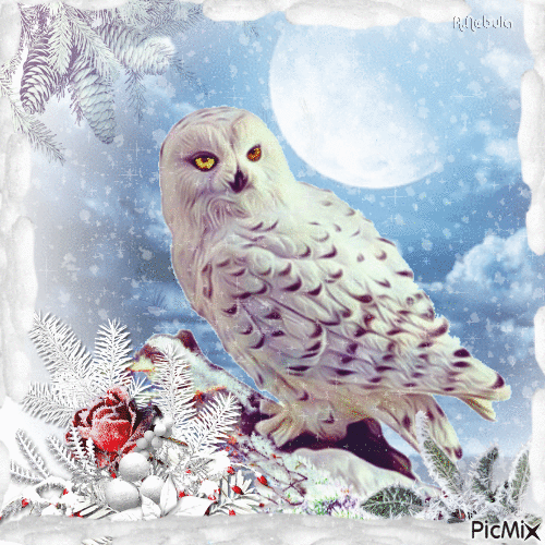 Winter Owl-contest - Animovaný GIF zadarmo