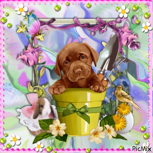 puppy spring - gratis png