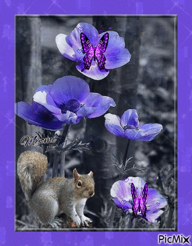 Ecureuil et fleurs - Ilmainen animoitu GIF