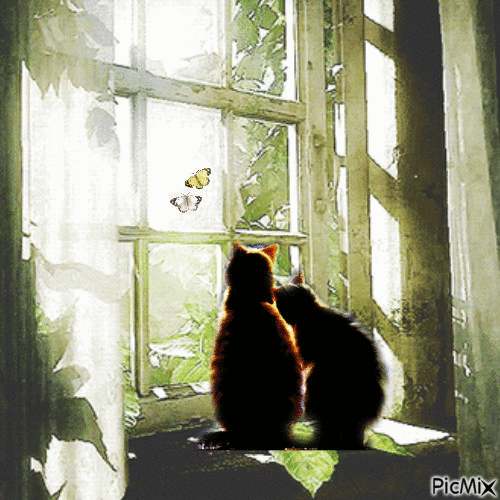 Chats à la Fenêtre - Besplatni animirani GIF