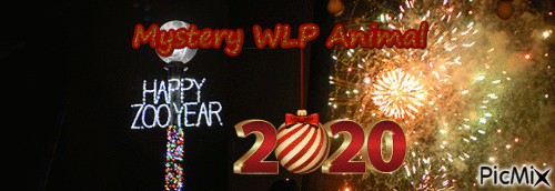 Happy Zoo Year Mystery WLP Animal - Бесплатный анимированный гифка