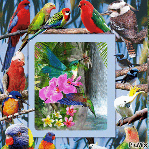 Amazing birds 3 D - Darmowy animowany GIF