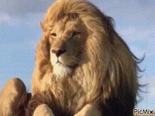 Lion gif - Free animated GIF - PicMix
