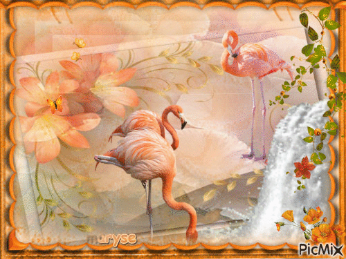 les flamands rose - Animovaný GIF zadarmo