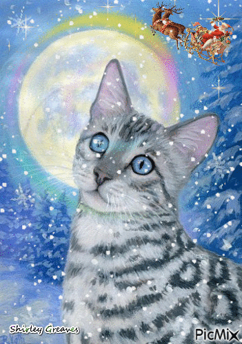 Moonlight Christmas cat... - Kostenlose animierte GIFs