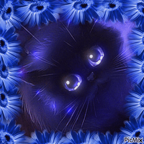 Chat en une couleur - Free animated GIF
