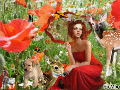 coquelicots - Free animated GIF