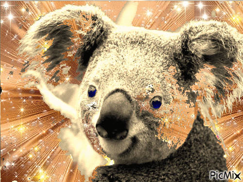 Koala - Ücretsiz animasyonlu GIF