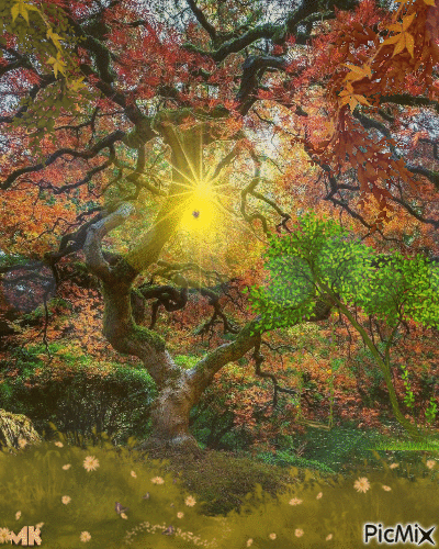 Rayo de sol en bosque de otoño - Бесплатный анимированный гифка