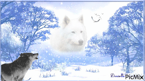 loups blanc - GIF animé gratuit
