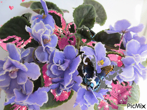 Flowers and butterfly - GIF animado gratis