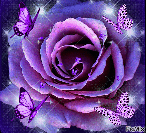 BIG PURPLE ROSE, LARGE PURPLE BUTTERFLIES, AND SMALL PURPLEBUTTERFLIES GOING IN THE ROSE, WITH LOTS OF FLASHESOF LIGHT. - Zdarma animovaný GIF