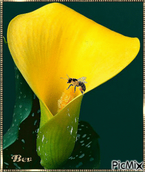 flower/yellow - Ingyenes animált GIF