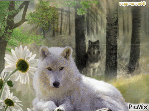 loup blanc - Animovaný GIF zadarmo