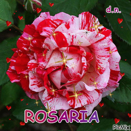 rosaria - GIF เคลื่อนไหวฟรี