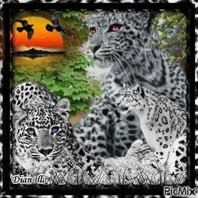 Beautiful Wild Animals.. - Free animated GIF - PicMix