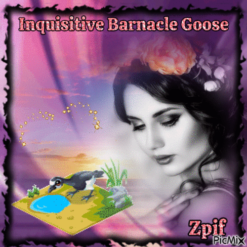 Inquisitive Barnacle goose - Безплатен анимиран GIF