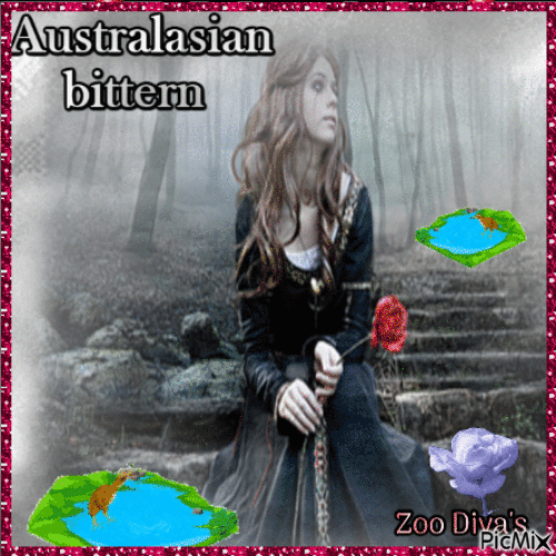 Australasian bittern - Gratis animeret GIF